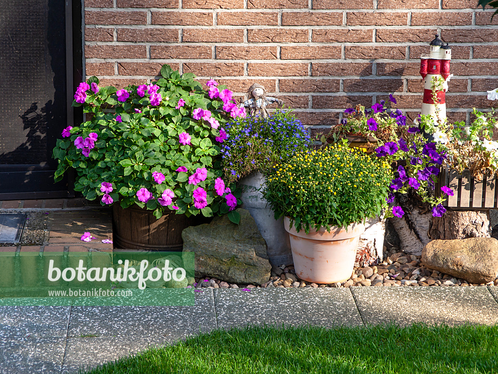 441014 - Buzy Lizzie (Impatiens walleriana), lobelias (Lobelia), petunias (Petunia) and chrysanthemums (Chrysanthemum)