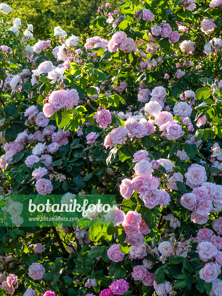 426205 - Cabbage rose (Rosa x centifolia 'Fantin-Latour')