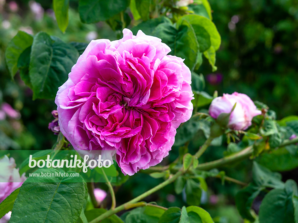 461042 - Cabbage rose (Rosa x centifolia 'Reime des Amateurs')