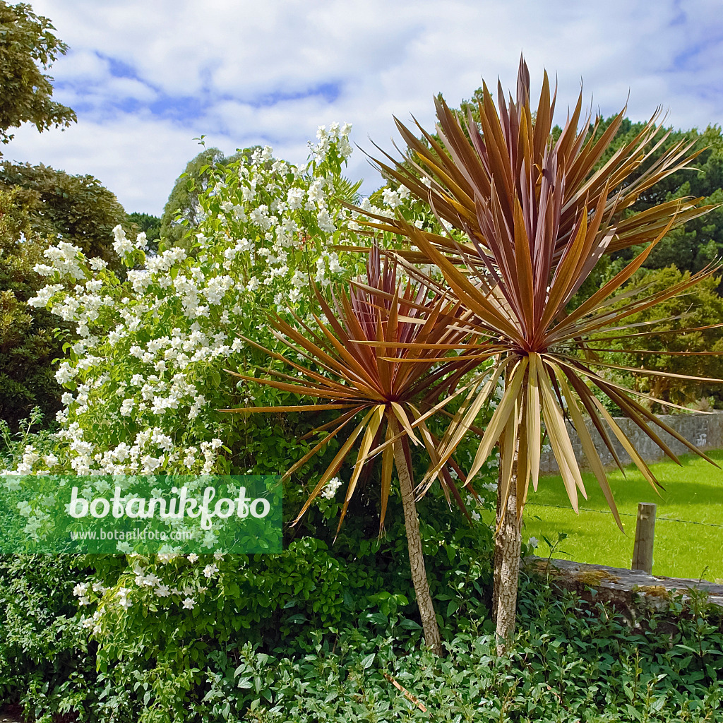 490047 - Cabbage tree (Cordyline australis 'Purpurea')