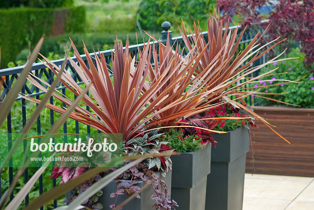 502158 - Cabbage tree (Cordyline australis 'Purpurea')