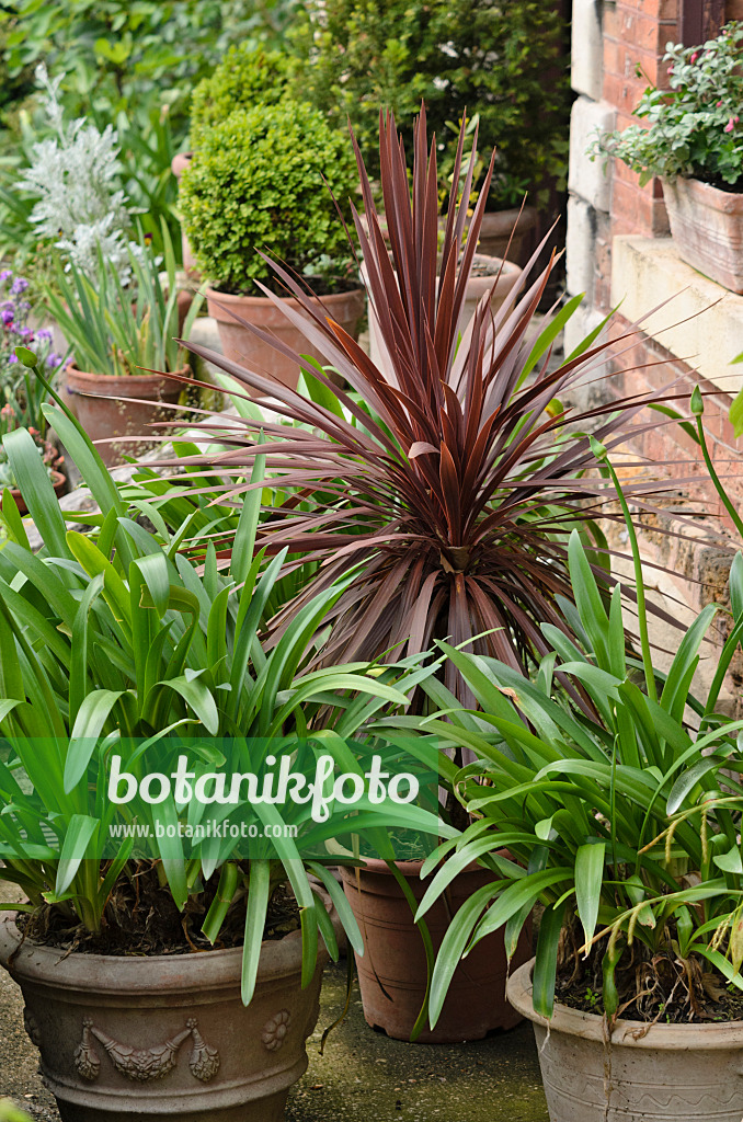 521363 - Cabbage tree (Cordyline australis 'Purpurea') and African lily (Agapanthus)