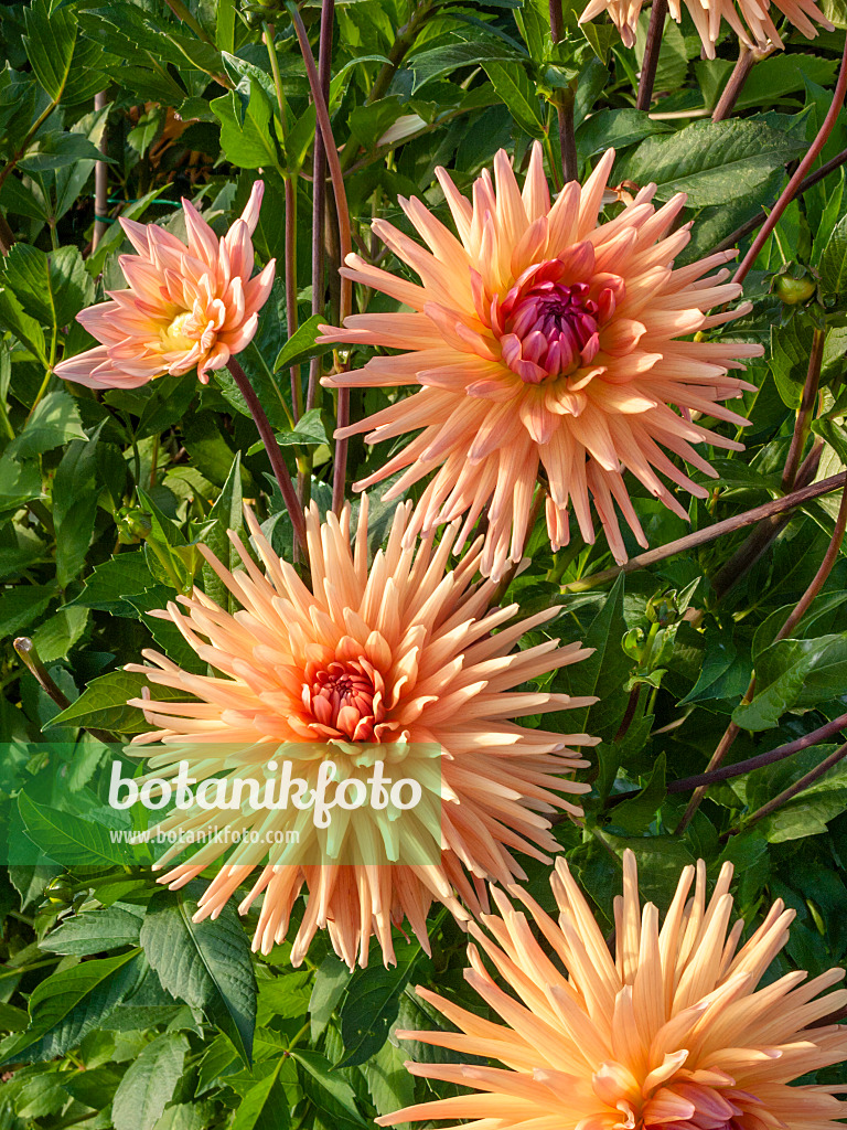 405062 - Cactus dahlia (Dahlia Beretta)