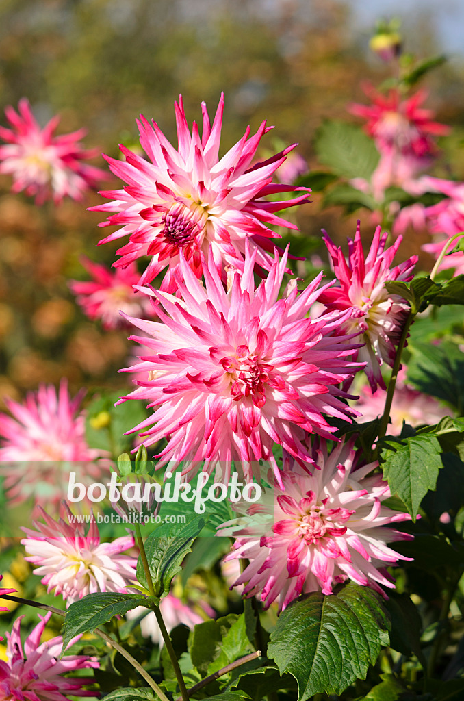 525430 - Cactus dahlia (Dahlia Sorbet)