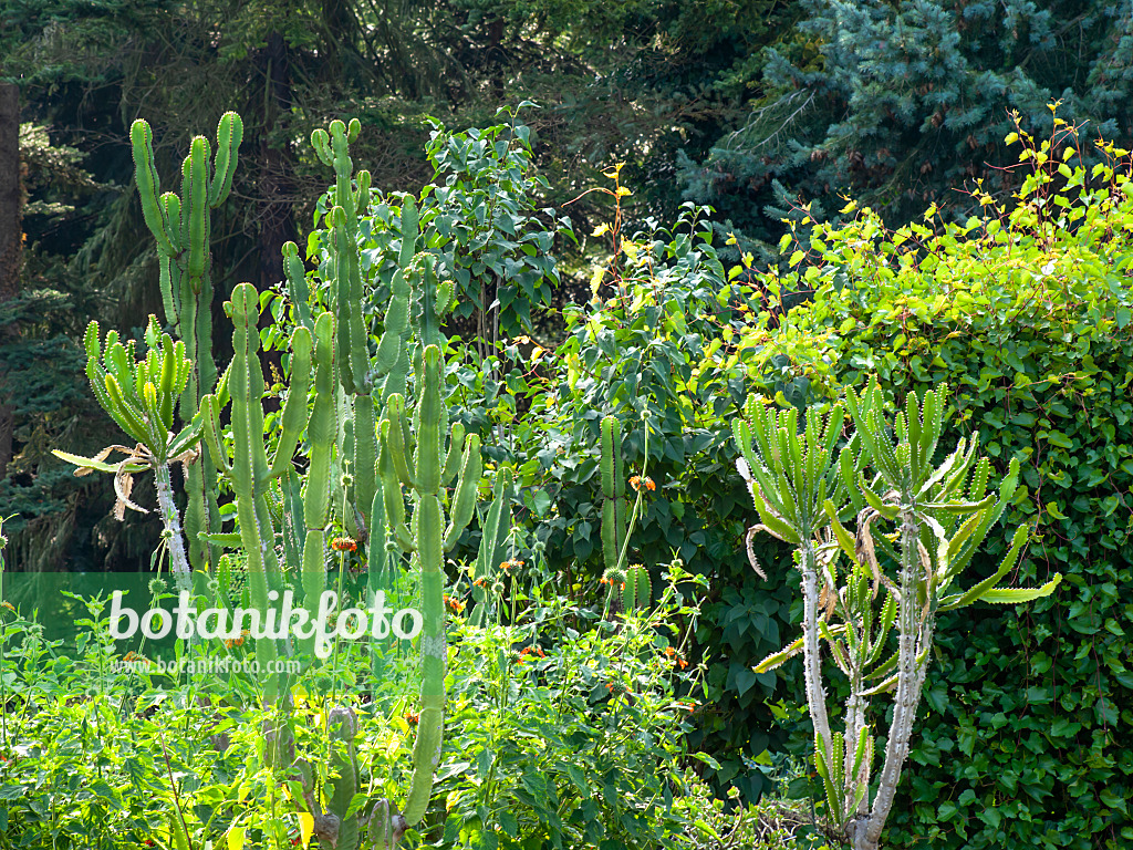 464022 - Cactus spurge (Euphorbia ingens) and spurge (Euphorbia triangularis)