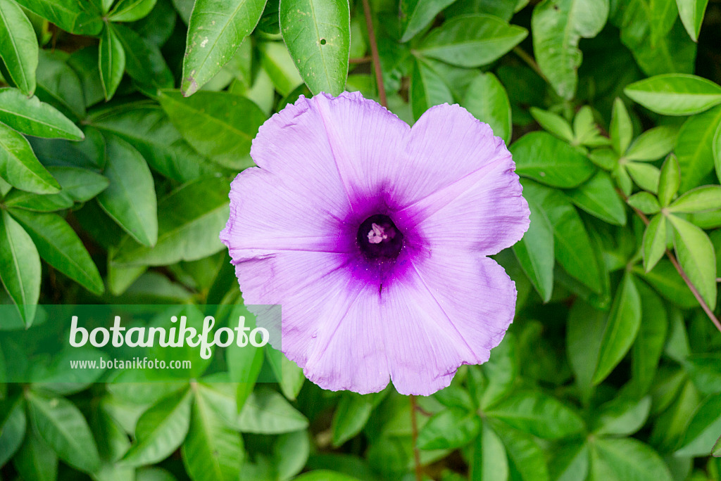 625061 - Cairo morning glory (Ipomoea cairica)