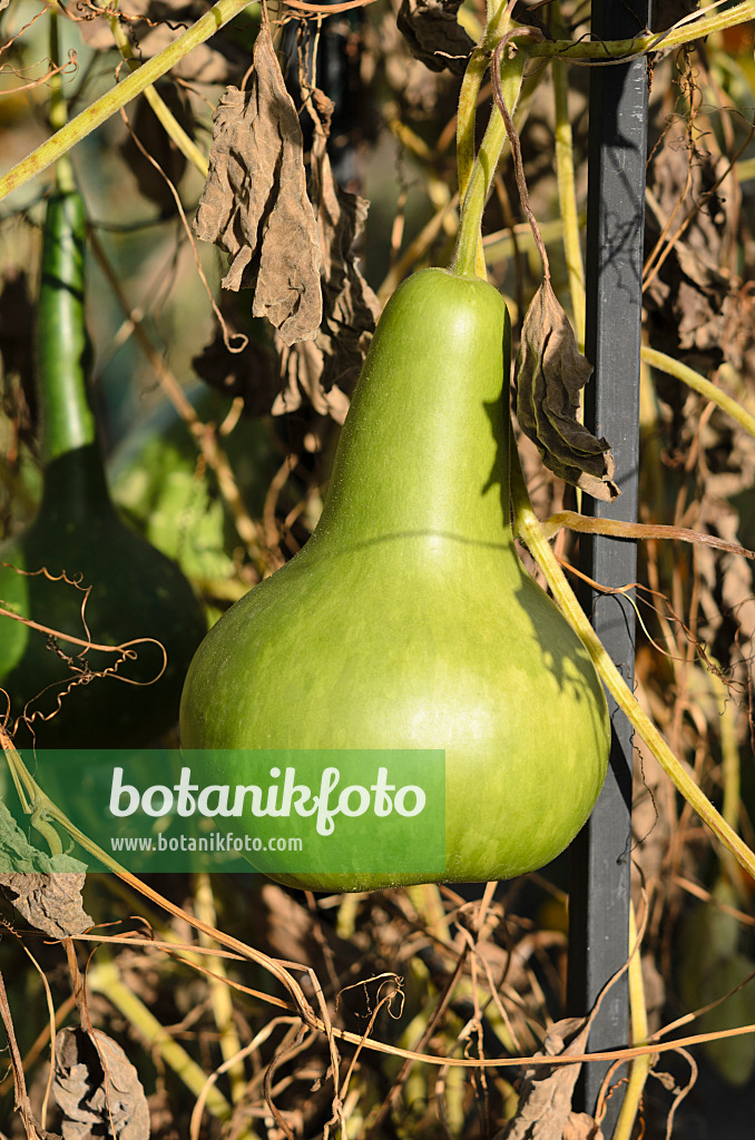 524144 - Calabash gourd (Lagenaria siceraria)