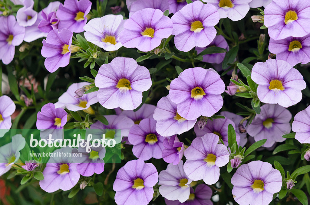 572072 - Calibrachoa Aloha Blue Sky