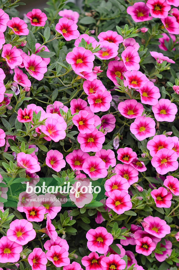 572073 - Calibrachoa Aloha Tiki Hot Pink