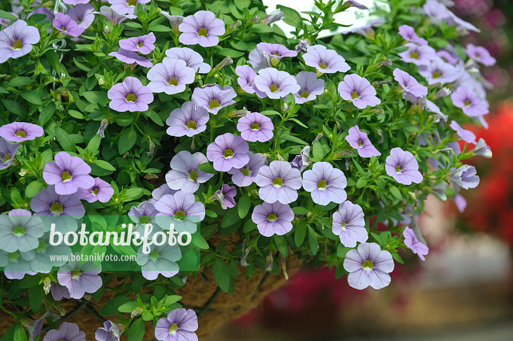 517087 - Calibrachoa Celebration Silver Blue