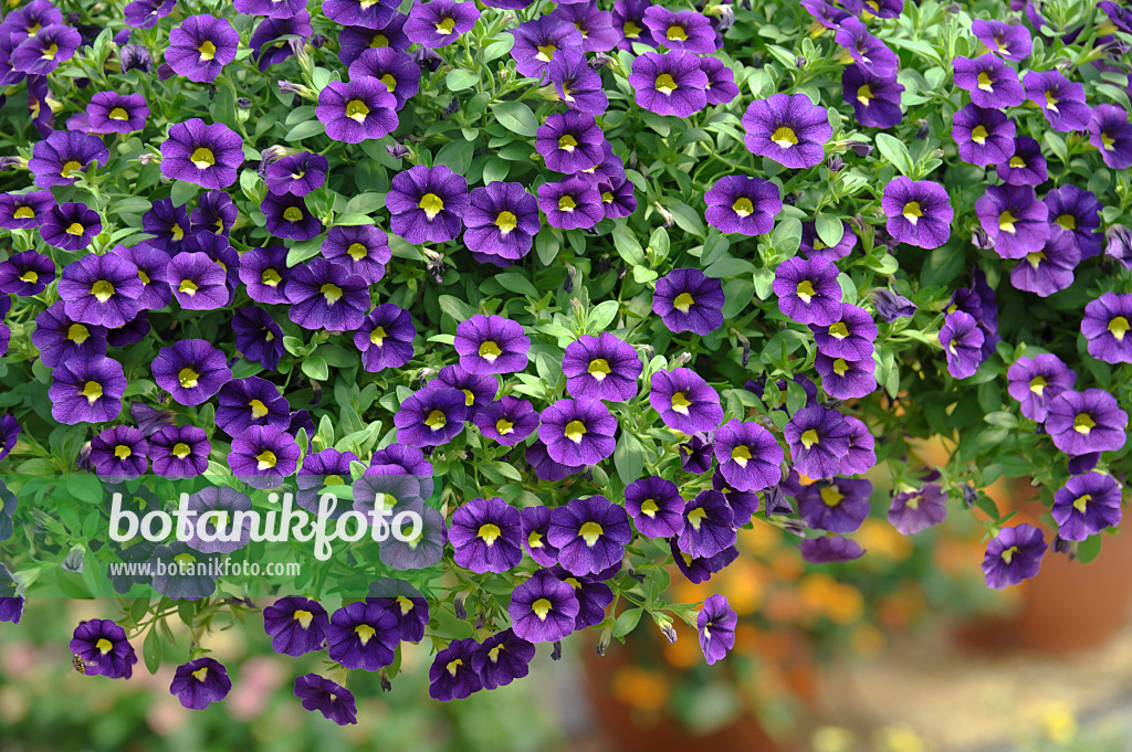 517088 - Calibrachoa Celebration Velvet Blue