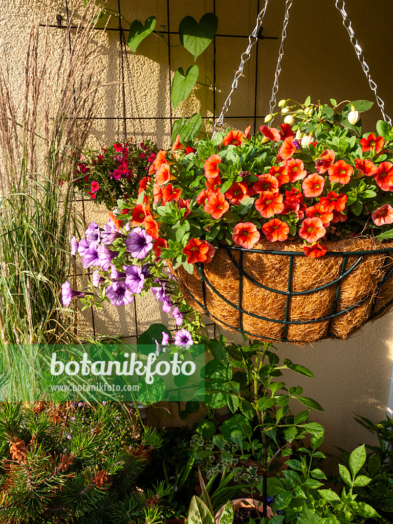 461163 - Calibrachoa Dream Kisses and petunias (Petunia) in a hanging basket