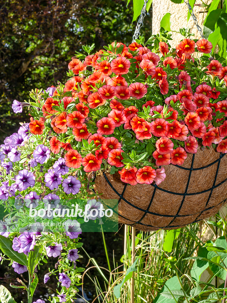 462171 - Calibrachoa Dream Kisses and petunias (Petunia) in a hanging basket