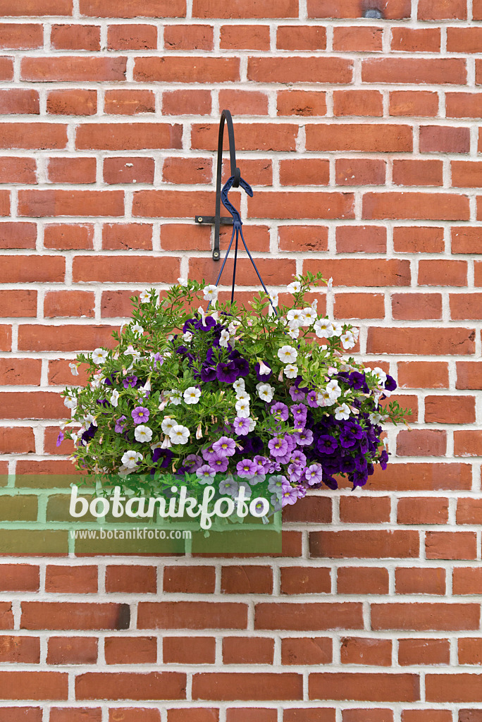 559009 - Calibrachoa in a hanging basket