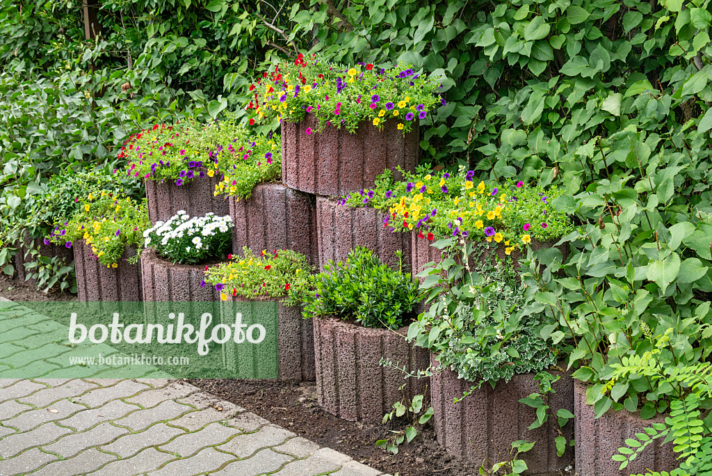 625008 - Calibrachoa in flower tubs