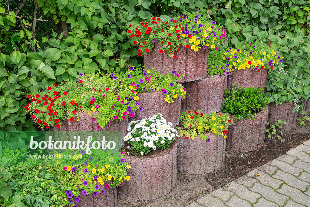 625009 - Calibrachoa in flower tubs