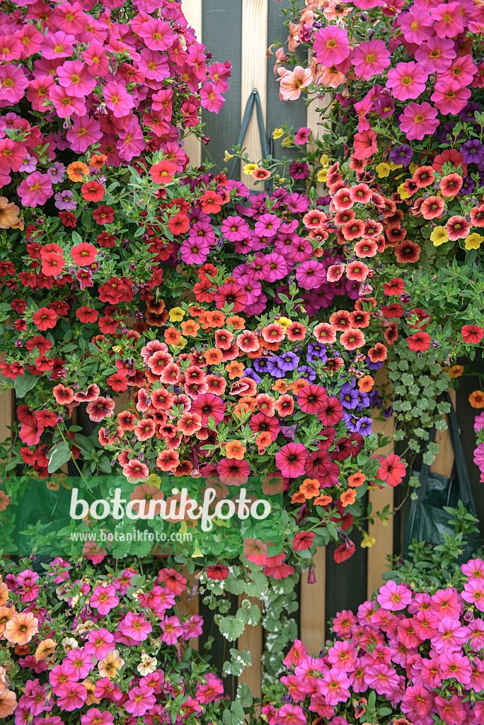 535389 - Calibrachoa in plant bags