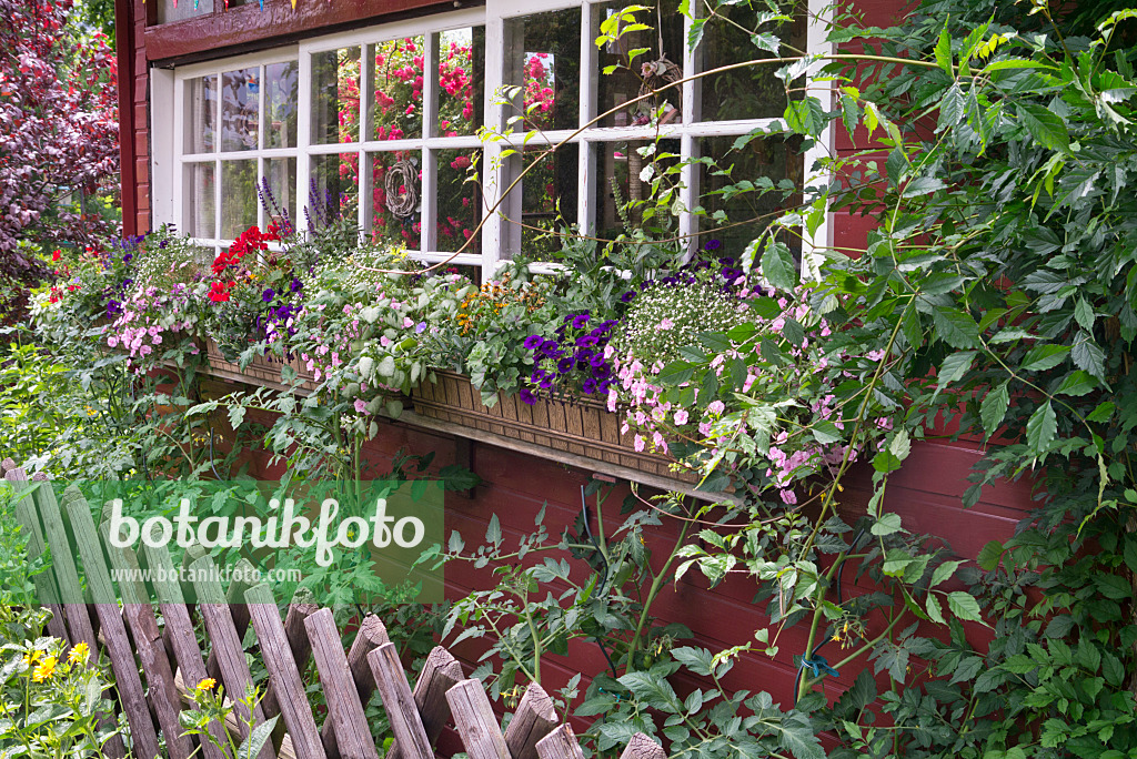 572122 - Calibrachoa and pelargoniums (Pelargonium) in flower boxes