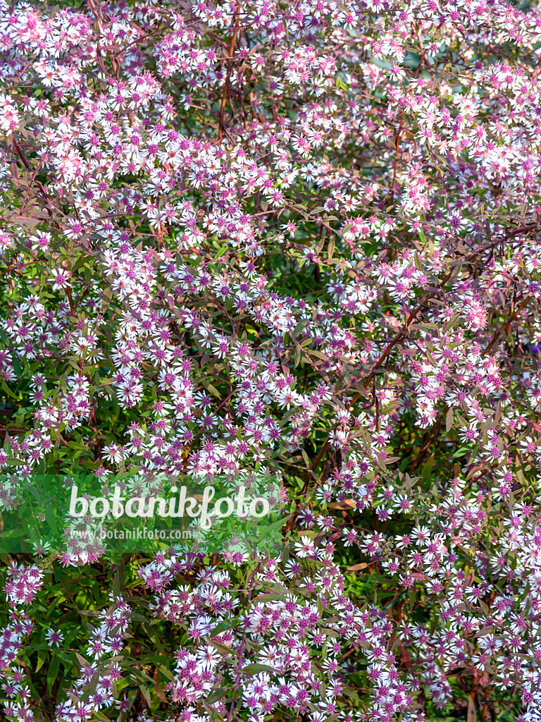 430208 - Calico aster (Aster laterifolius 'Lady in Black')