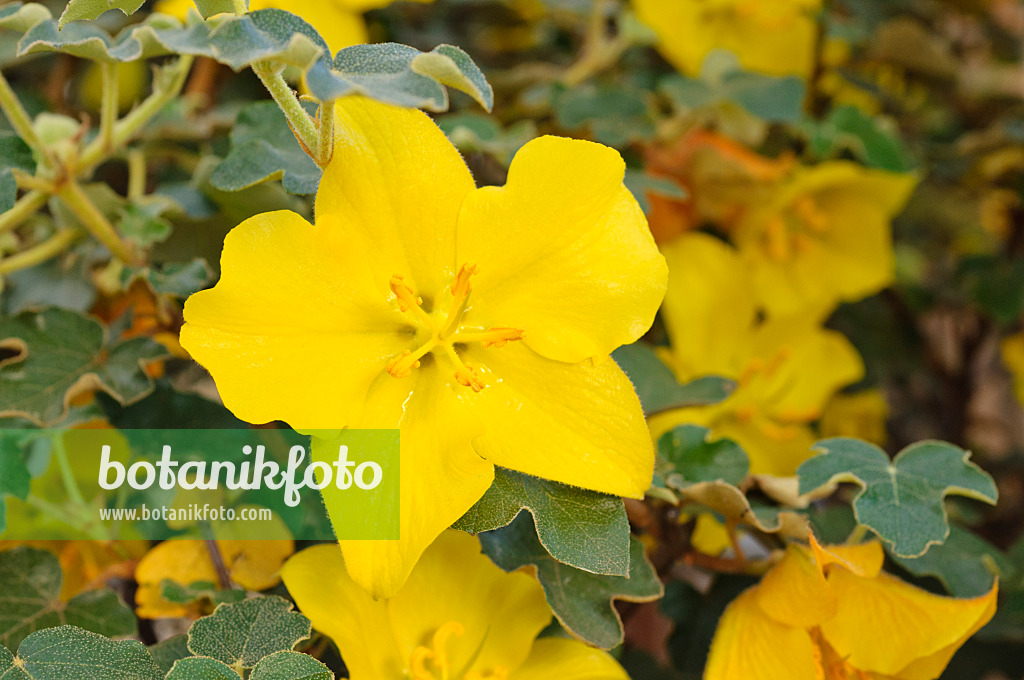 473214 - Californian flannelbush (Fremontodendron californicum)