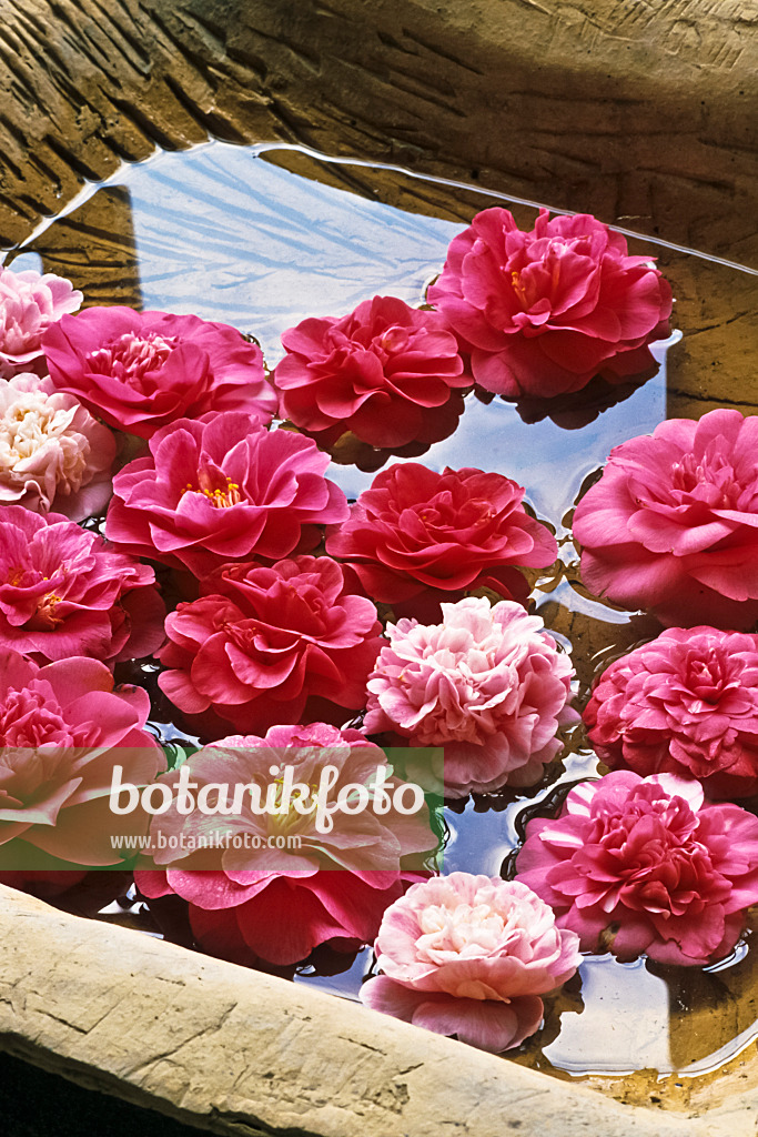 375027 - Camellia (Camellia) in water bowl