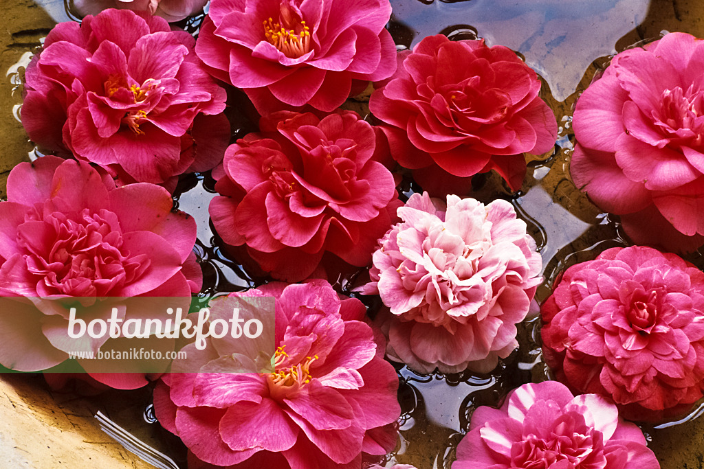 375028 - Camellia (Camellia) in water bowl