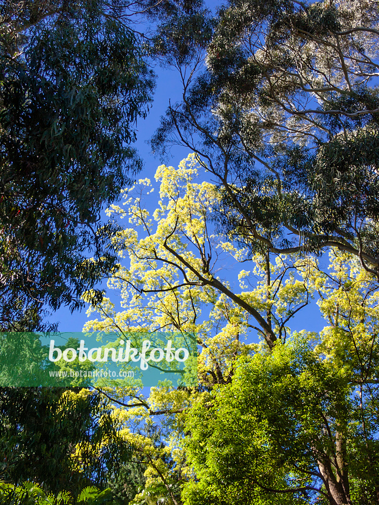 414142 - Camphor tree (Cinnamomum glandulifera)