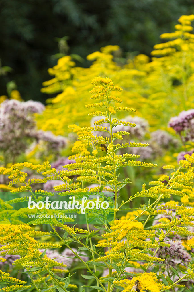 511161 - Canada goldenrod (Solidago canadensis)