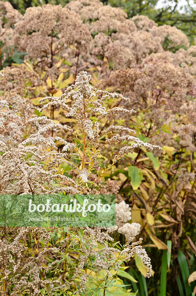 549161 - Canada goldenrod (Solidago canadensis)