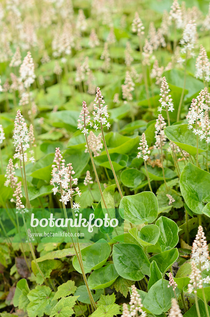 556007 - Canada mayflower (Maianthemum canadense)