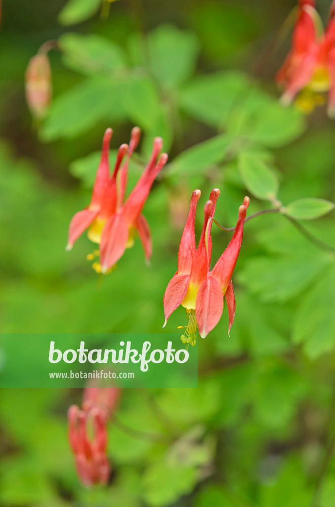 520106 - Canadian columbine (Aquilegia canadensis)