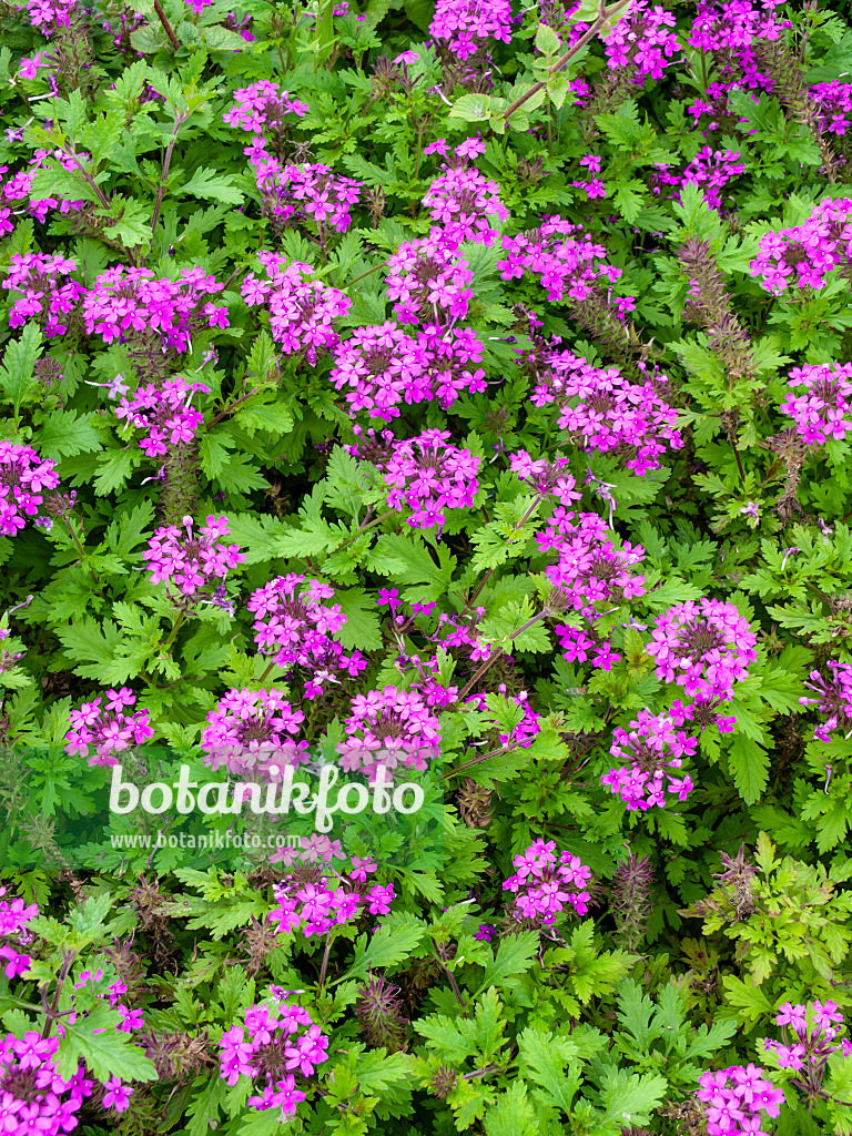 440235 - Canadian vervain (Verbena canadensis 'Perfecta' syn. Glandularia canadensis 'Perfecta')