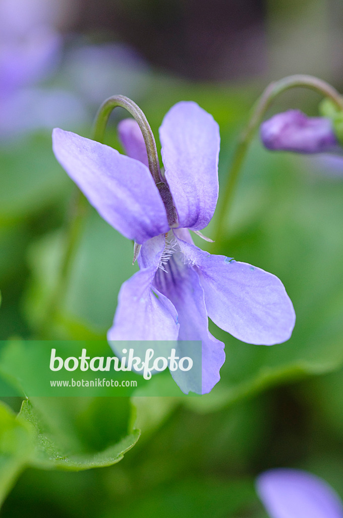 471120 - Canadian violet (Viola canadensis)