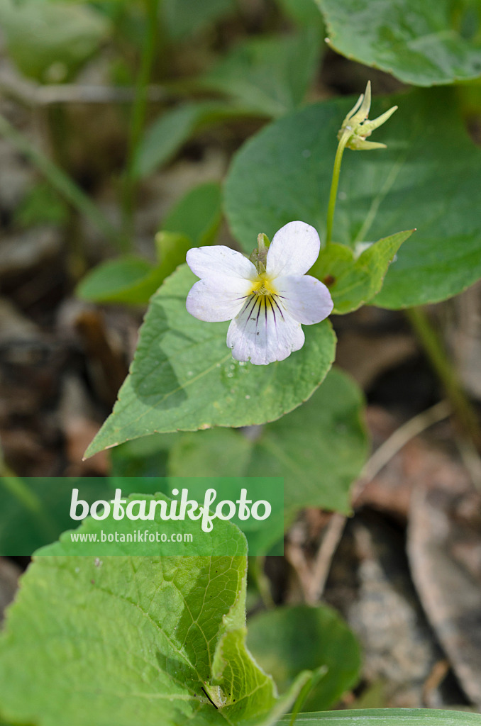 508360 - Canadian violet (Viola canadensis var. scopulorum)