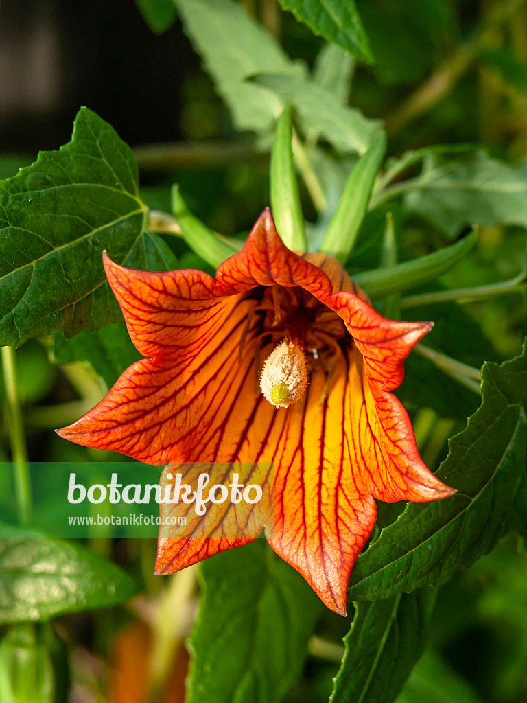 445028 - Canary Island bellflower (Canarina canariensis)