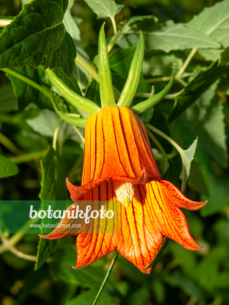 445029 - Canary Island bellflower (Canarina canariensis)