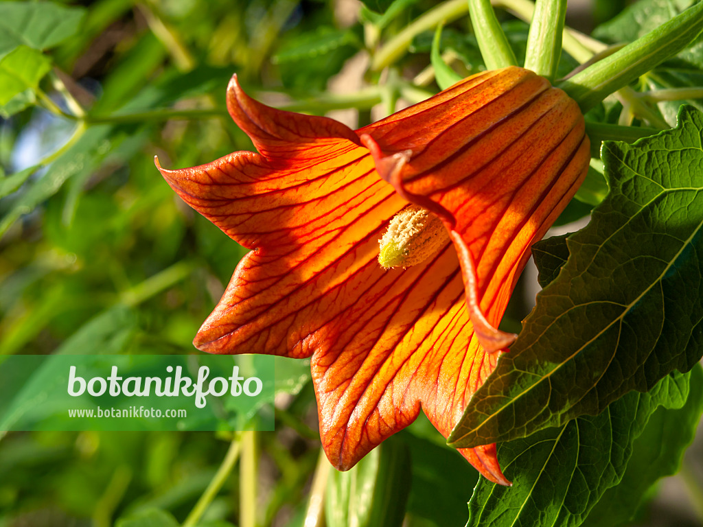 445030 - Canary Island bellflower (Canarina canariensis)