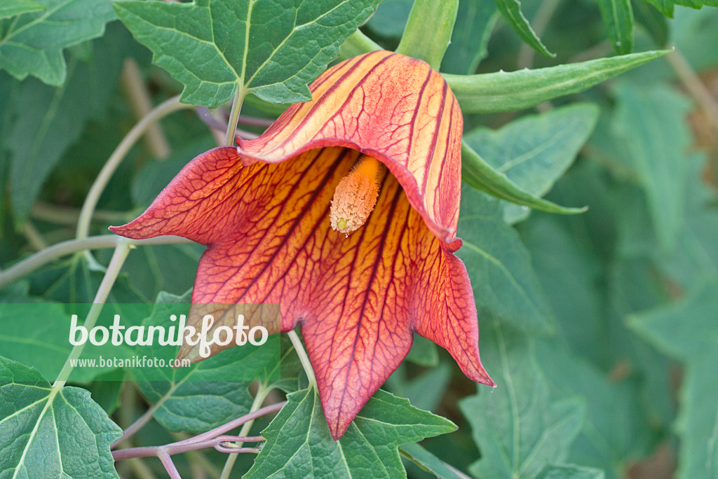 565053 - Canary Island bellflower (Canarina canariensis)