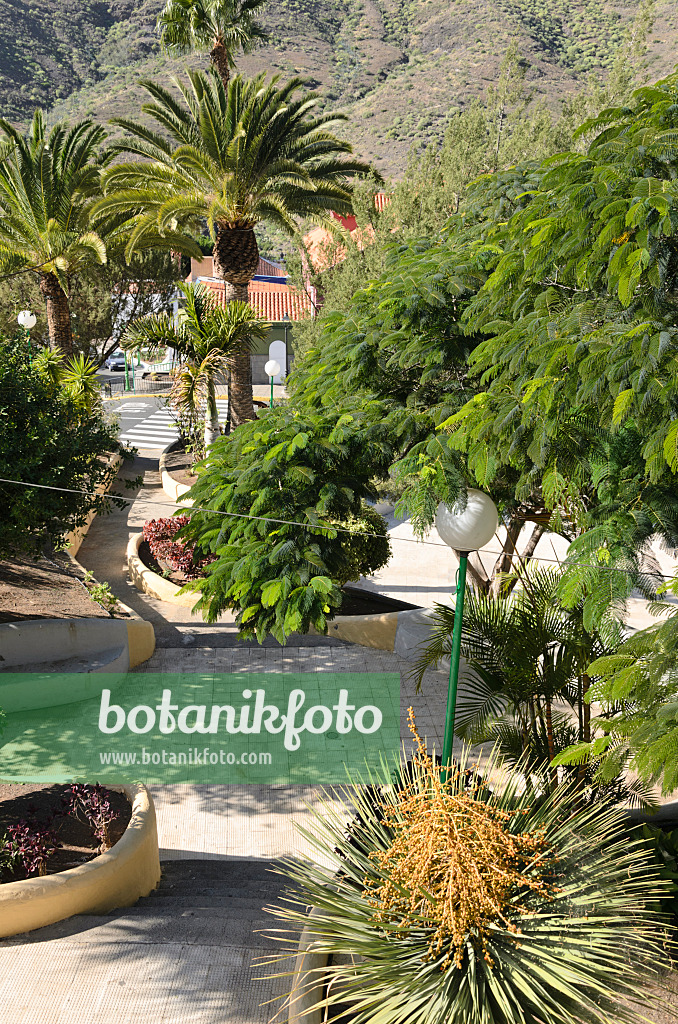 564075 - Canary Island date palm (Phoenix canariensis) and pride of Barbados (Caesalpinia pulcherrima), Mogán, Gran Canaria, Spanien