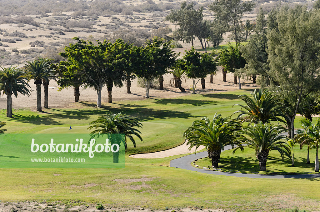 564046 - Canary Island date palms (Phoenix canariensis) on a golf course, Maspalomas, Gran Canaria, Spain