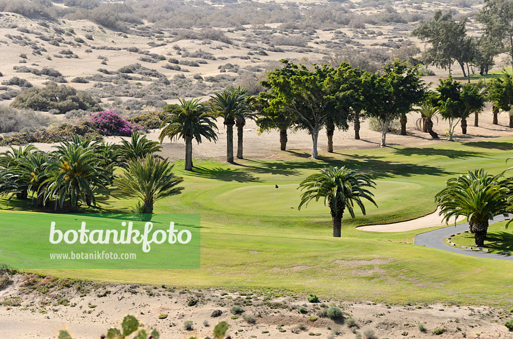 564047 - Canary Island date palms (Phoenix canariensis) on a golf course, Maspalomas, Gran Canaria, Spain