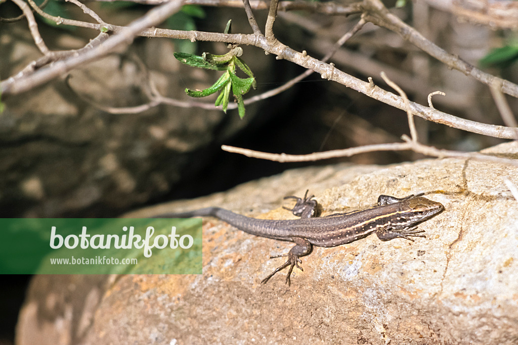 363019 - Canary Island lizard (Gallotia galloti gomerae) sunbathing on a rock