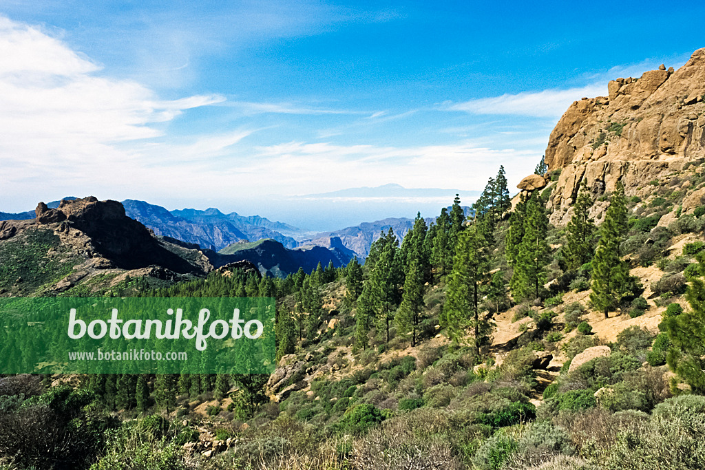 397121 - Canary Island pine (Pinus canariensis), Gran Canaria, Spain