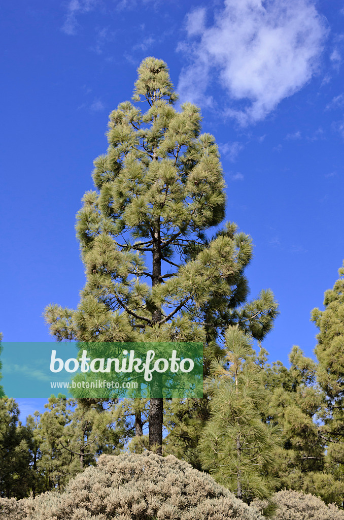 564181 - Canary Island pine (Pinus canariensis), Gran Canaria, Spain