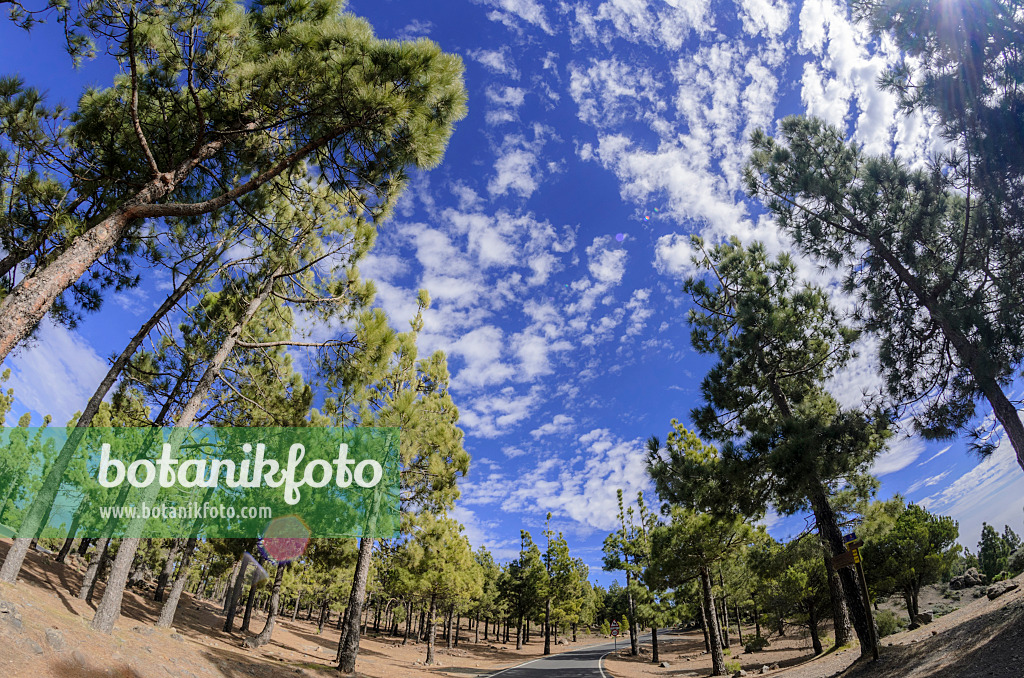 564183 - Canary Island pine (Pinus canariensis), Gran Canaria, Spain