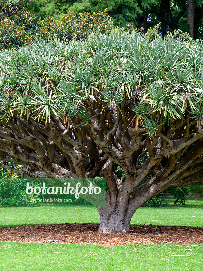 455392 - Canary Islands dragon tree (Dracaena draco)