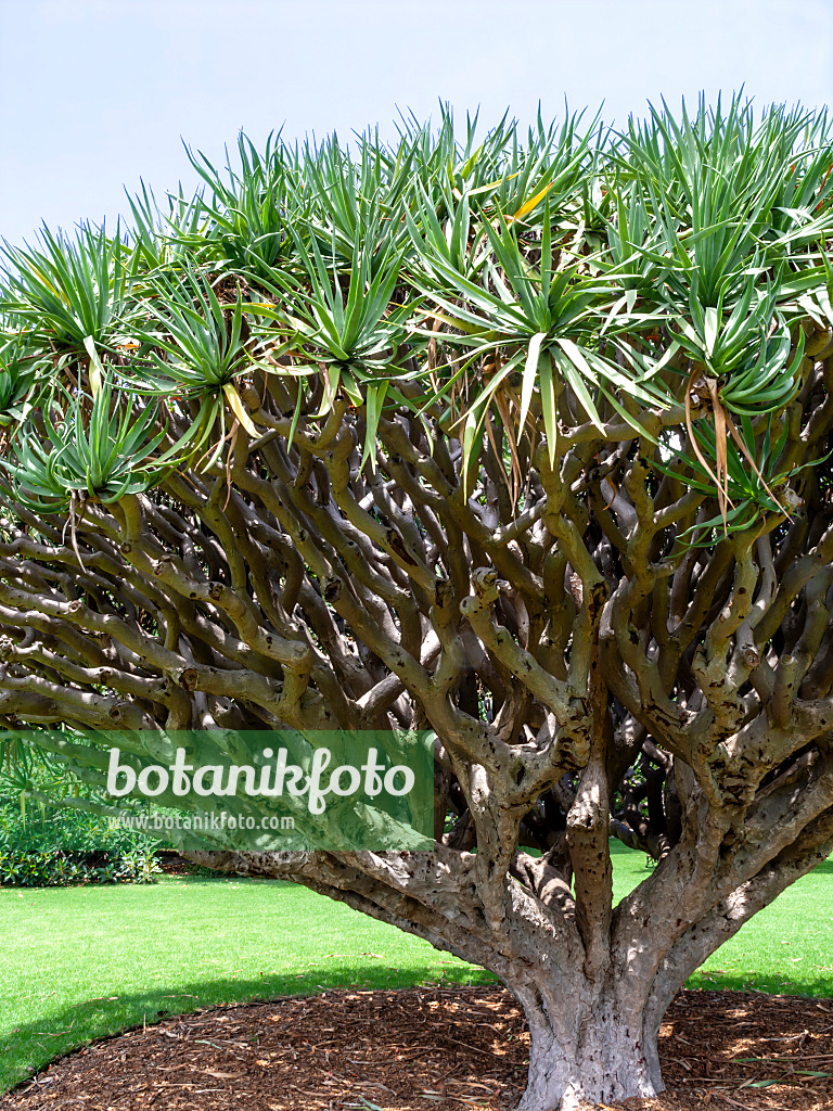 455394 - Canary Islands dragon tree (Dracaena draco)