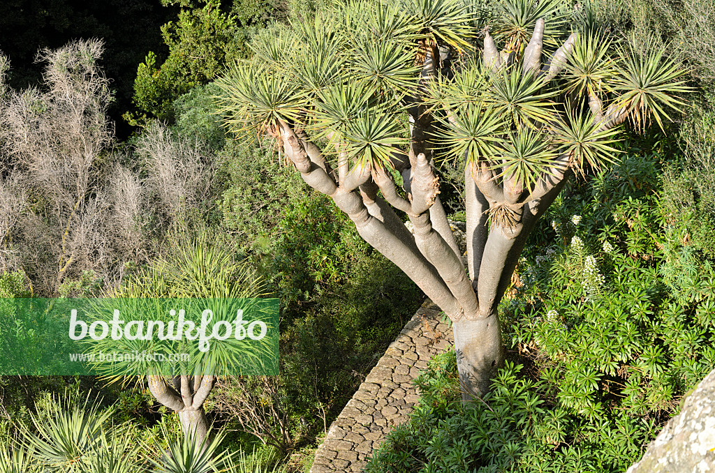 564153 - Canary Islands dragon tree (Dracaena draco)