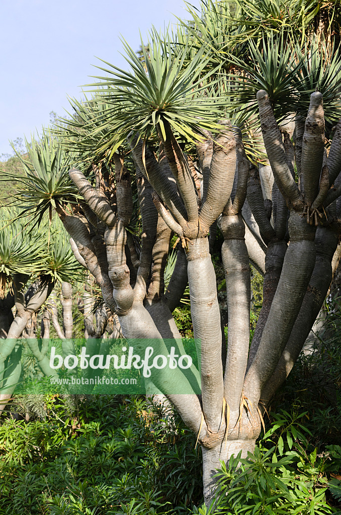 564155 - Canary Islands dragon tree (Dracaena draco)