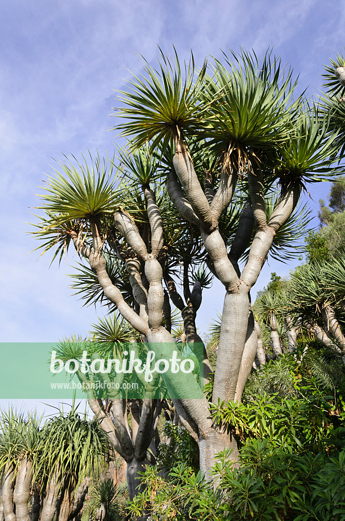 564157 - Canary Islands dragon tree (Dracaena draco)